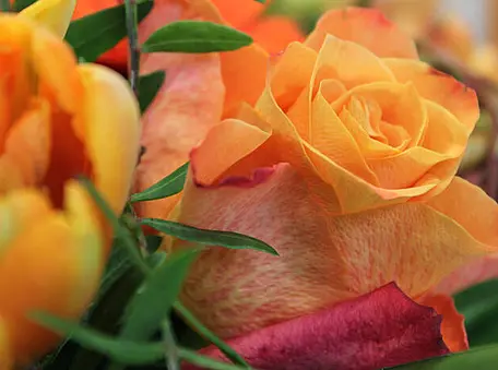 Orangene Blumen.